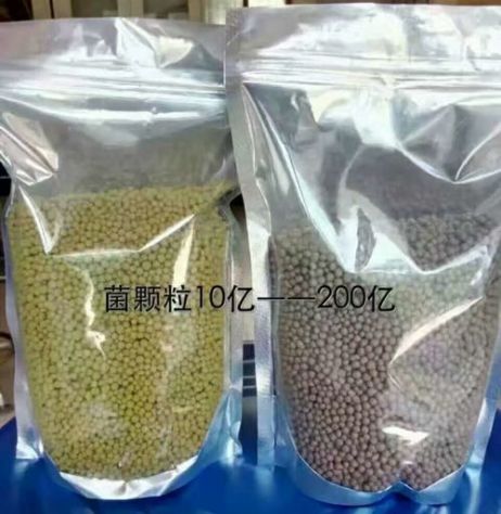 點(diǎn)擊查看詳細(xì)信息<br>標(biāo)題：枯草芽孢桿菌菌劑顆粒 閱讀次數(shù)：4173